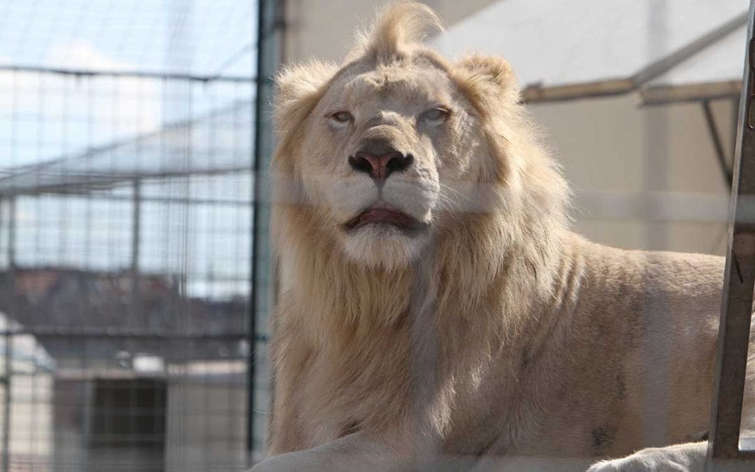 Circus Krone lädt kostenlos in den Zoo ein