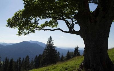 ab 02.02.2023 Kurtheater Tutzing Kinoprogramm 37 geführte Wanderung Ammergauer Alpen