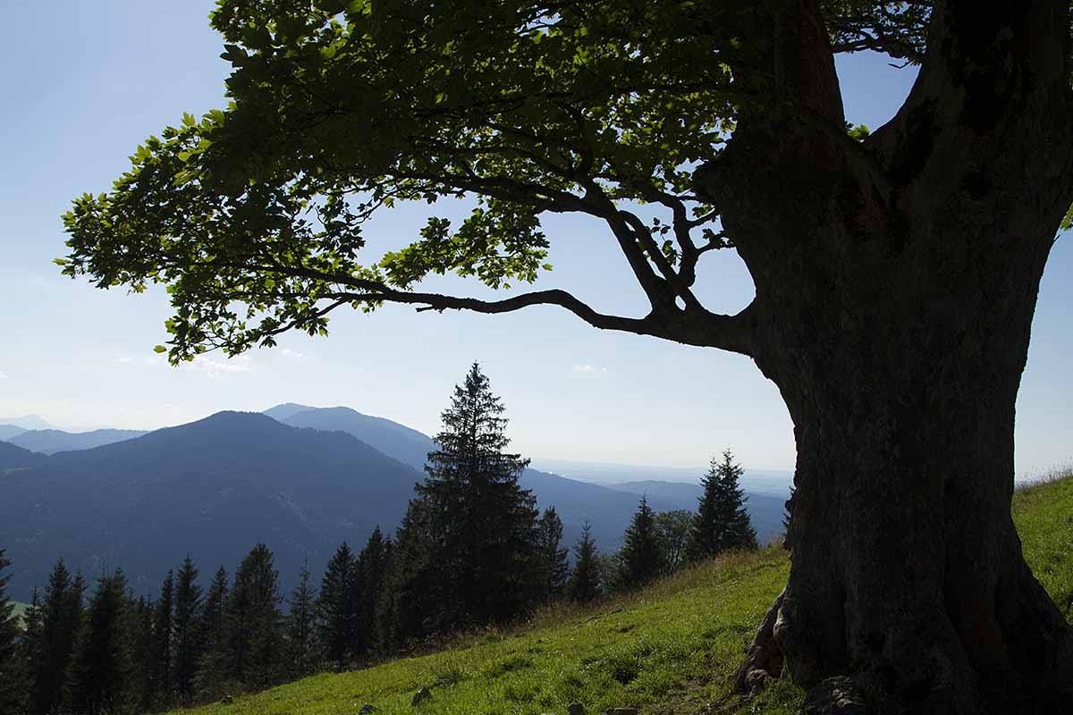 alte Bäume auf dem Hörnle