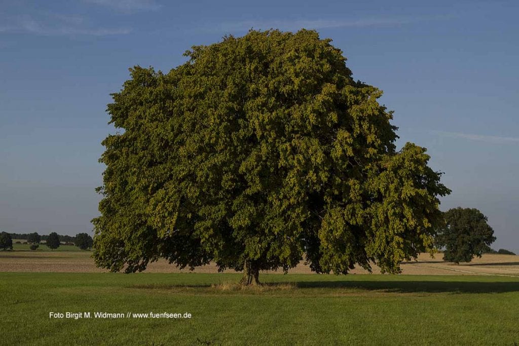 alter Baum im Fünfseenland