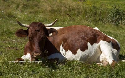 junge Chöre München mit neuer Leitung 5 Kirchweih 2016