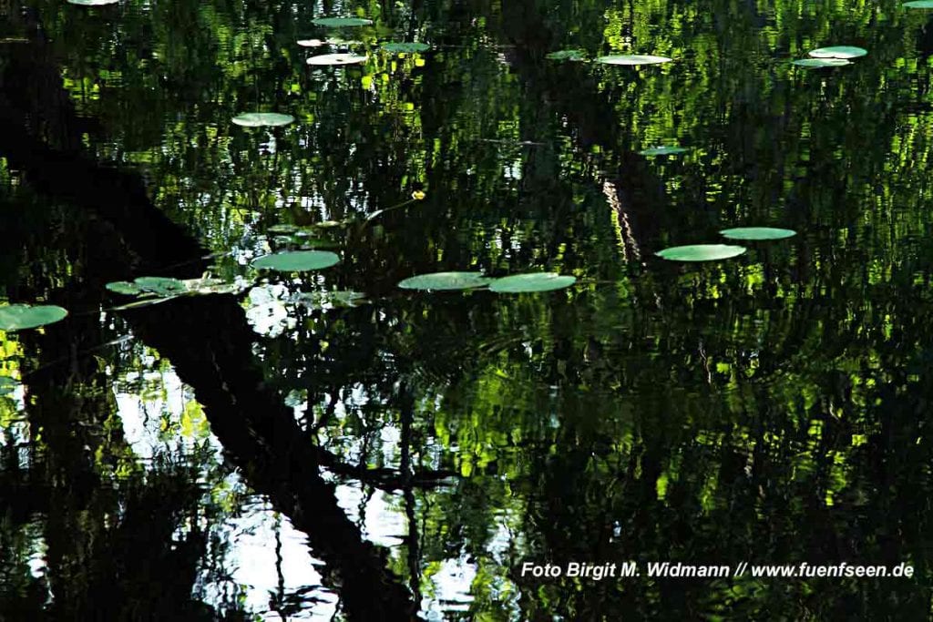 Bernrieder Filz am Starnberger See