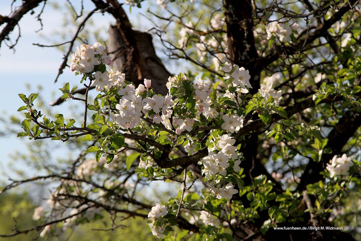 Apfelbaumblüte in Bad Feilnbach
