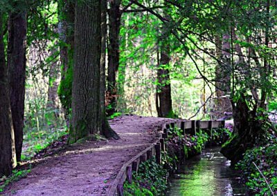 Wanderung für Krebspatienten Eibenwald