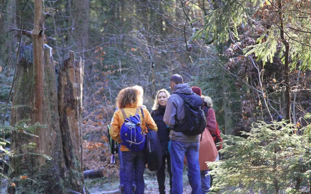 26.12.2023 Rauhnachtwanderung Paterzeller Eibenwald – Thema Wurzeln