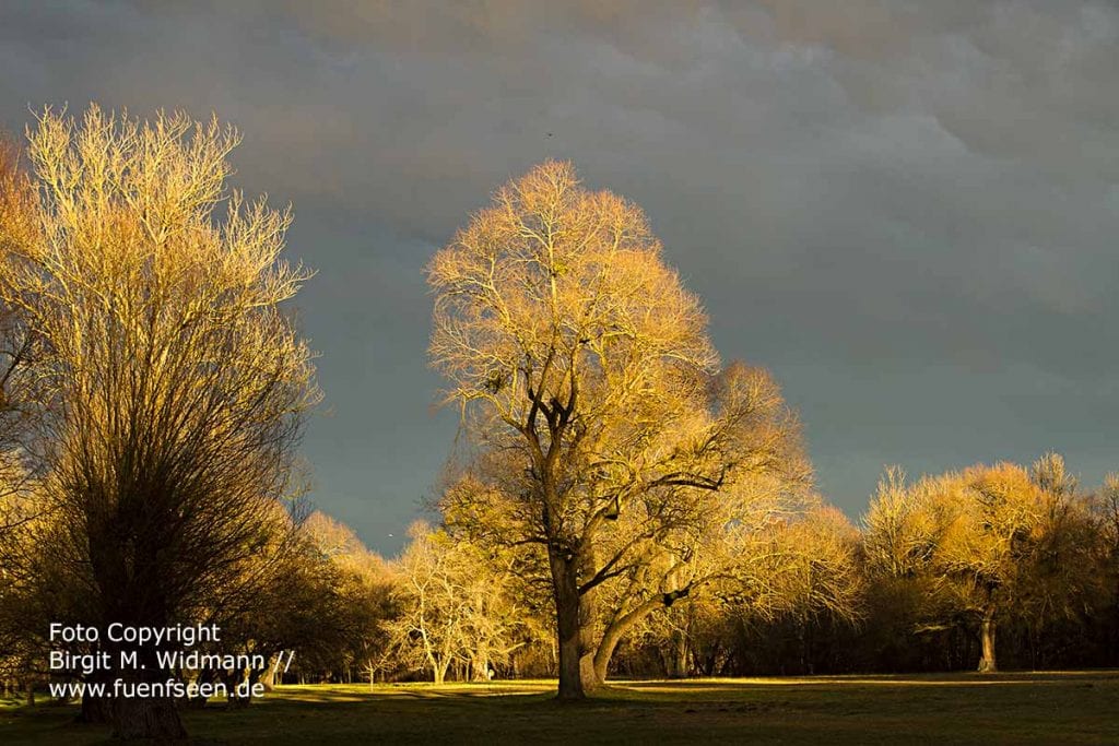 an der Isar im WInter