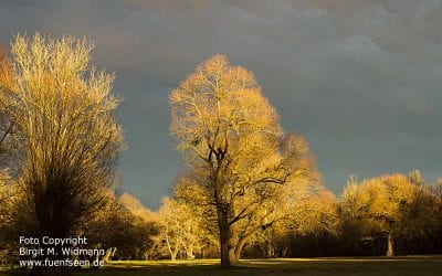 an der Isar im Winter