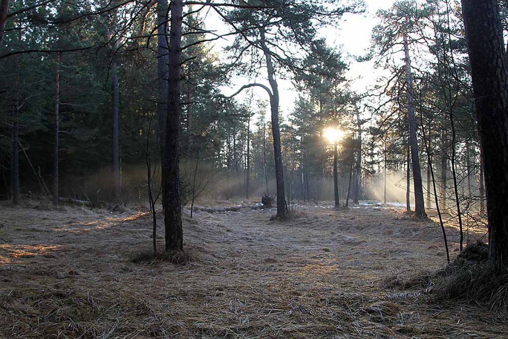 Entsäuerungskur mit basischen Mitteln