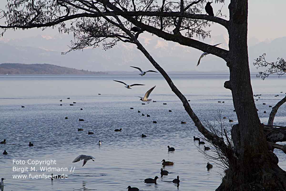 Starnberger See fuenfseen-de Starnberger SEe Möven