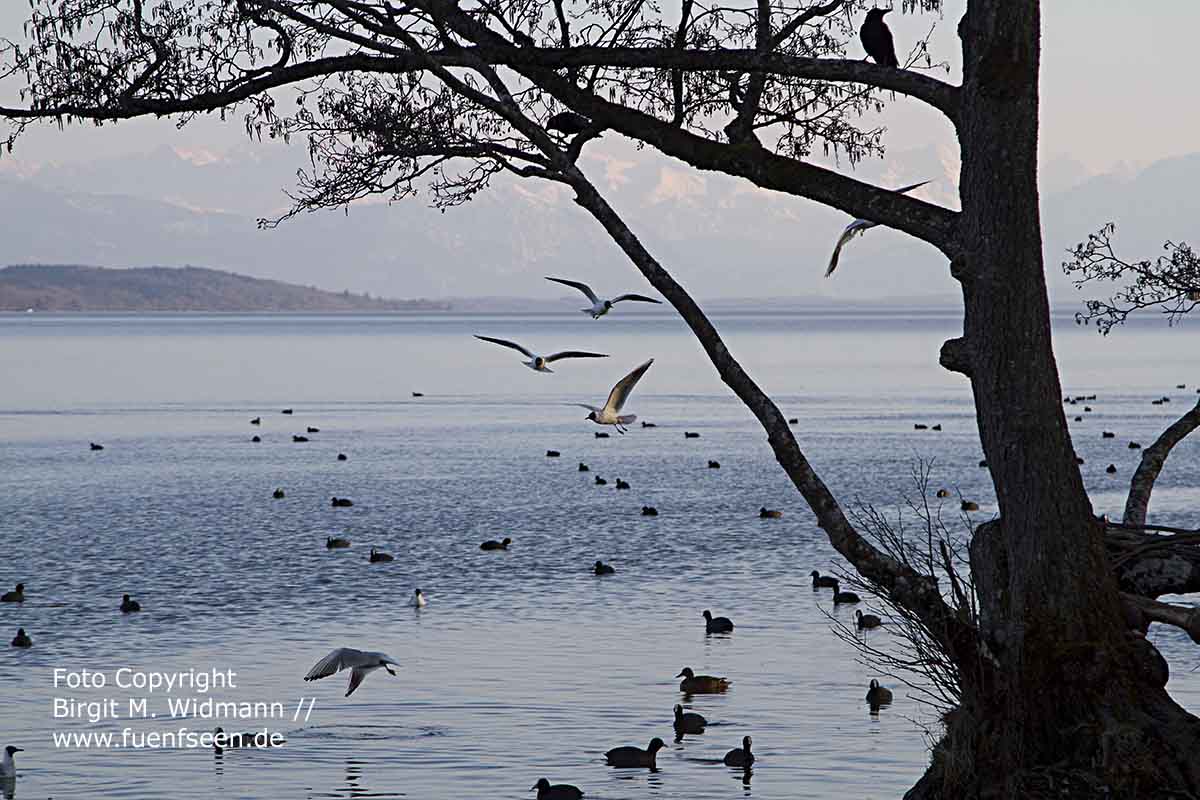 fuenfseen-de Starnberger SEe Möven