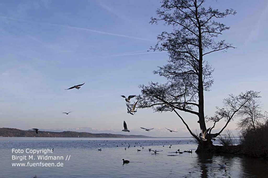 Starnberger See fuenfseen.de Foto Copyright Birgit M. Widmann