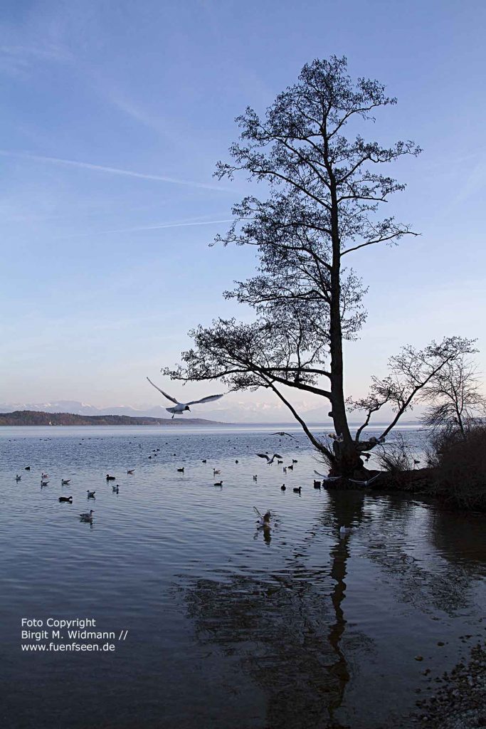 Starnberger See fuenfseen.de Foto Copyright Birgit M. Widmann