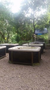 whirlpool für schildkröten banyan tree resort seychellen