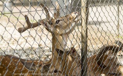 Adressenverzeichnis Tourismus bayerische Seen 23 Hirschgarten München