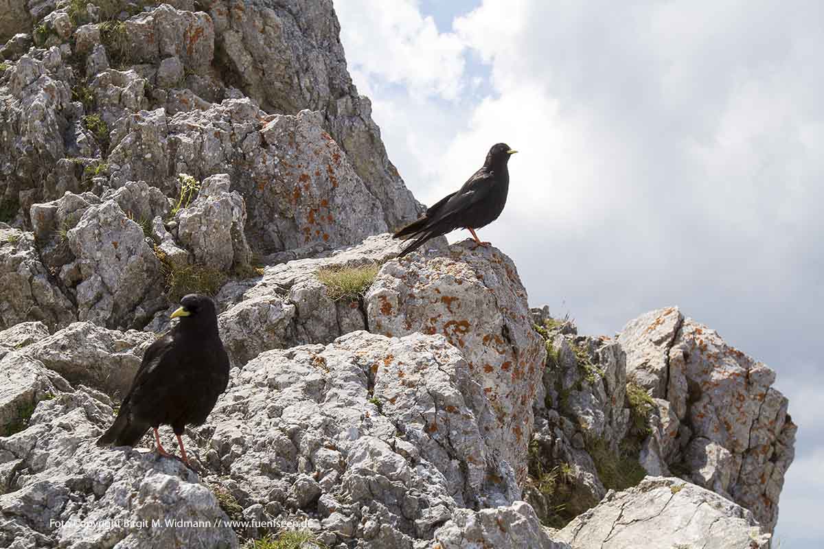 Alpenwelt Karwendel