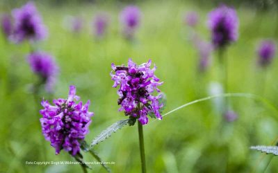 Adressenverzeichnis Tourismus bayerische Seen 30 Langwieder Haide