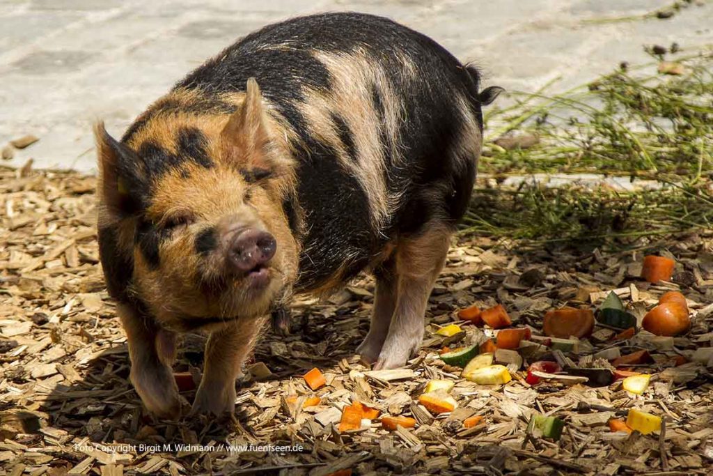 Newsletter vom 01.08.2018 Veranstaltungstipps für das Wochenende