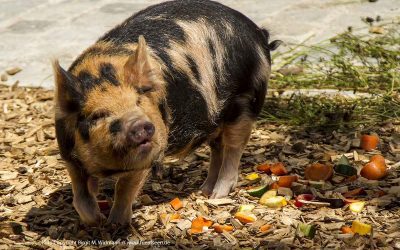 Tierpark Hellabrunn bittet um Rücksicht auf die Tiere