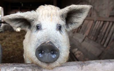 freie Kunstanstalt Diessen 2 Schwein gehabt … wer bei der Eröffnung des Büffelhofs mit dabei war