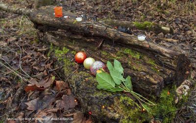 im Wald ist Weihnachten