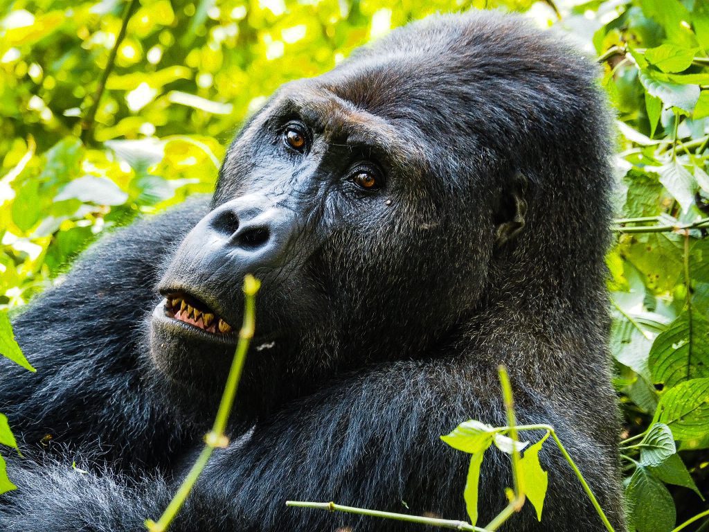 Vortrag Kongo Eine Welt Haus München