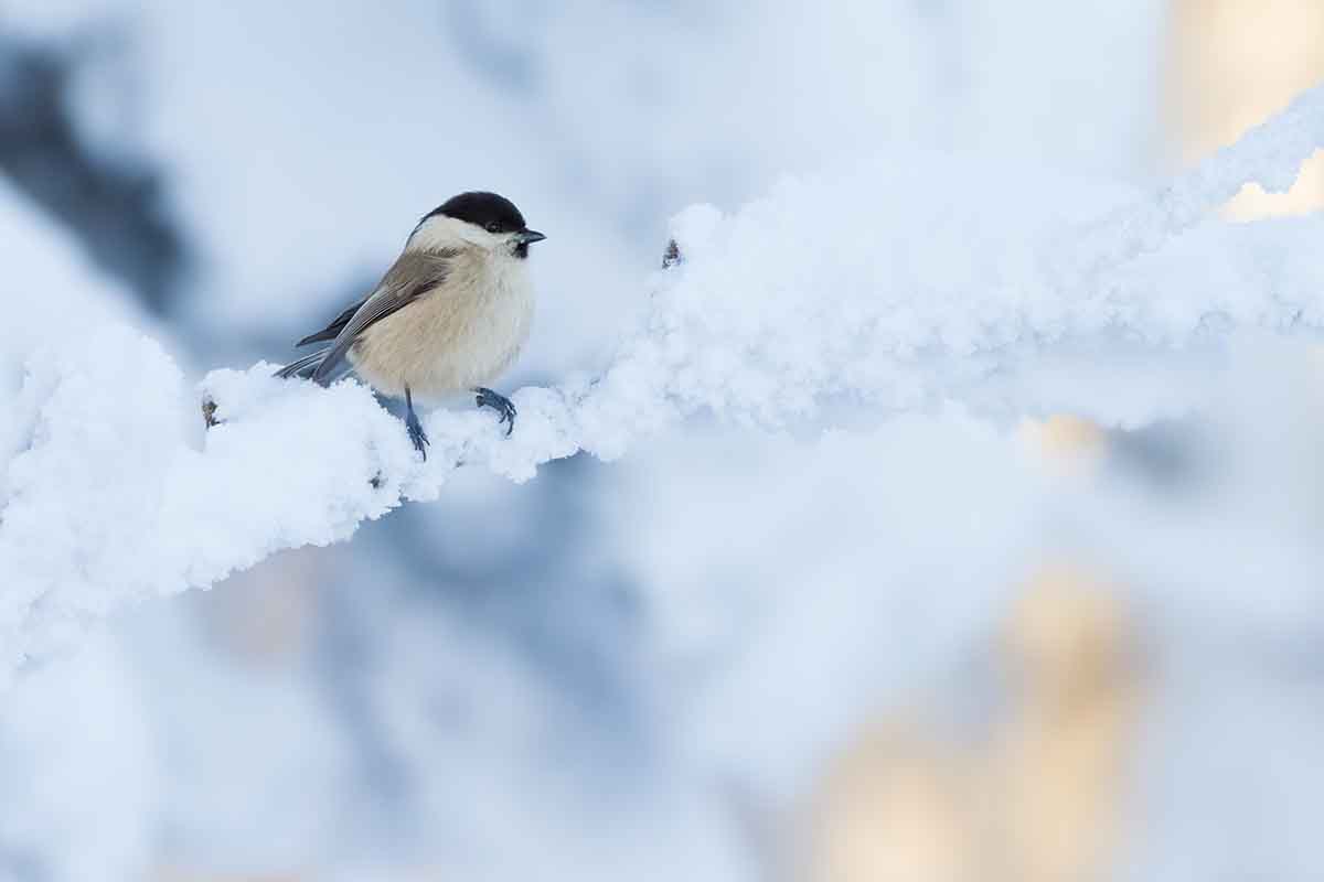 willow tit in winter on a snowy branch