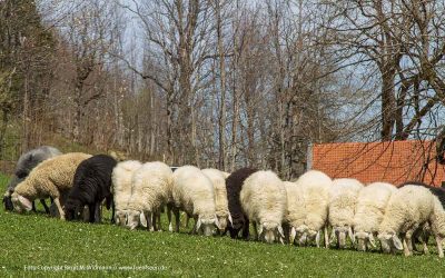 Online Erlebnisse Natur und Kinder