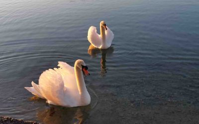 Golfhotel Kaiserin Elisabeth geht in Erneuerungspause 18 Special Arrangements Golfhotel Kaiserin Elisabeth