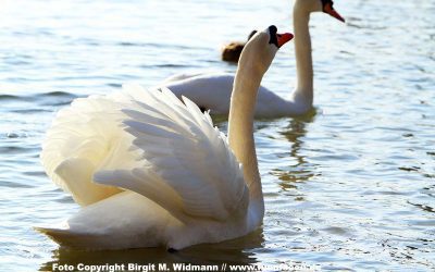 Entdecken Sie die Schönheit in allen Dingen