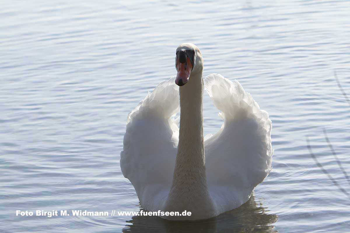 schwan wunderschön