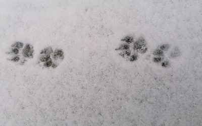 Humans – ein wunderbarer Film über uns und unsere Erde