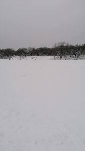 Die Theresienwiese im Schnee