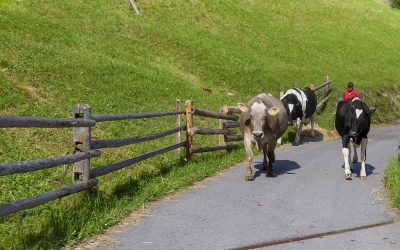 die besondere Auszeit – Arbeitseinsatz auf einem Bergbauernhof