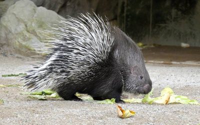 Nachwuchs im Tierpark Hellabrunn