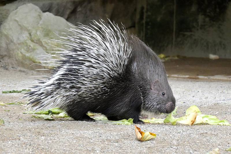 Tierpark Hellabrunn - Nachwuchs - Foto Birgit Mohr