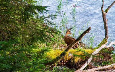 14.12.2025 Krampuslauf in München 3 Alpentestival Garmisch-Partenkirchen