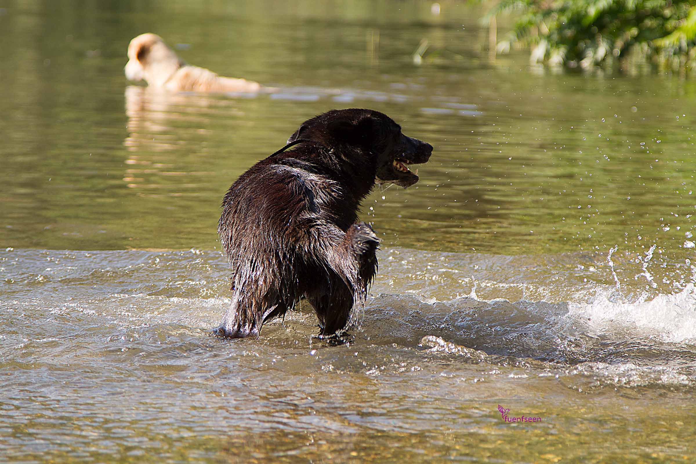 fuenfseen Hund im Starnberger SEe beim baden REgion StarnbergAmmersee Bayern