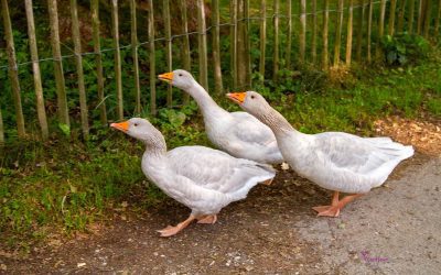 13.07. - 16.07.2023 Filmfestival CINEMA IRAN 2023 11 30.06.2023 – 02.07.2023 besondere Events um die bayerischen Seen