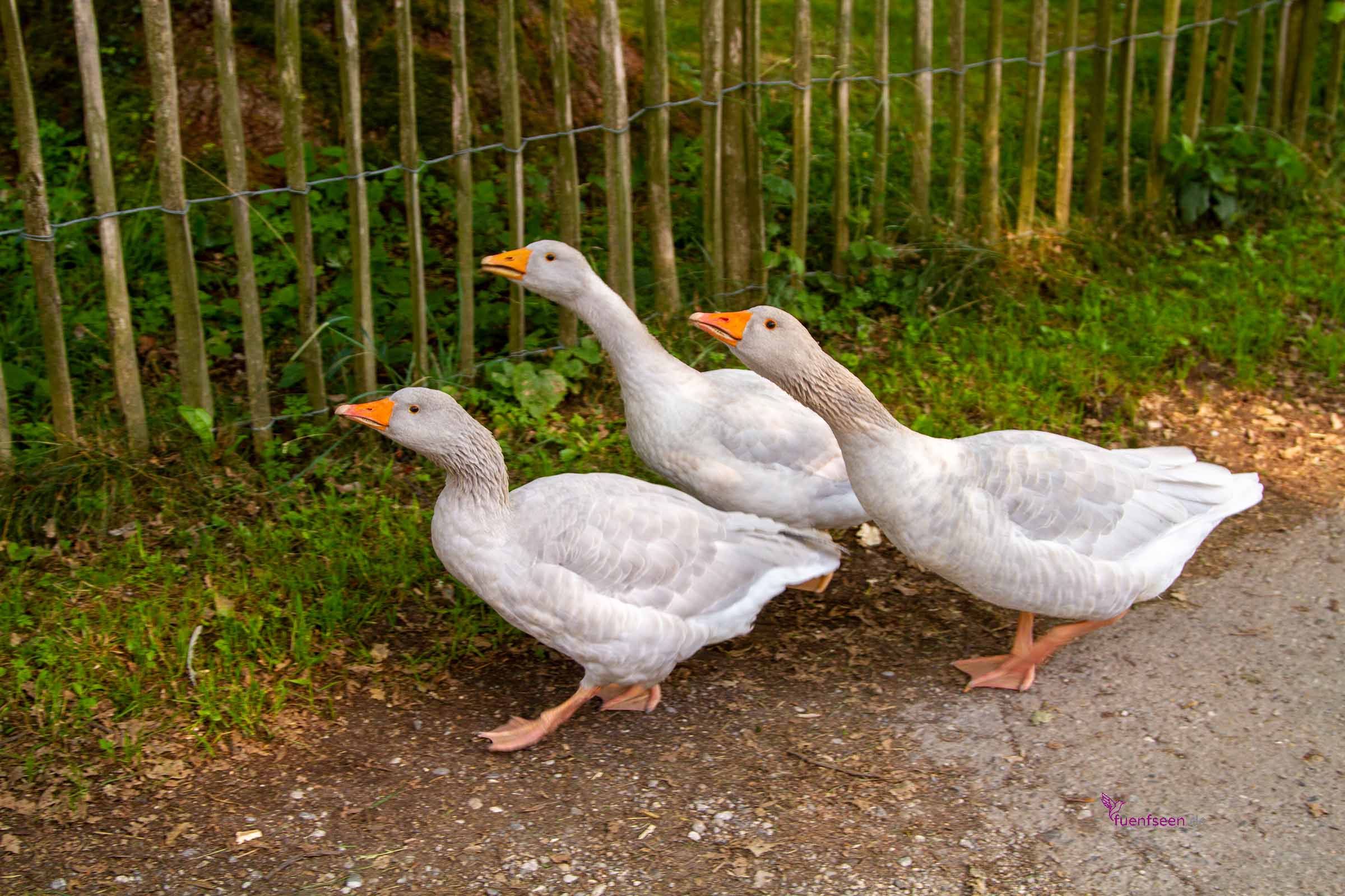 fuenfseen Enten in Riederau am Ammersee Fünfseenland Bayern