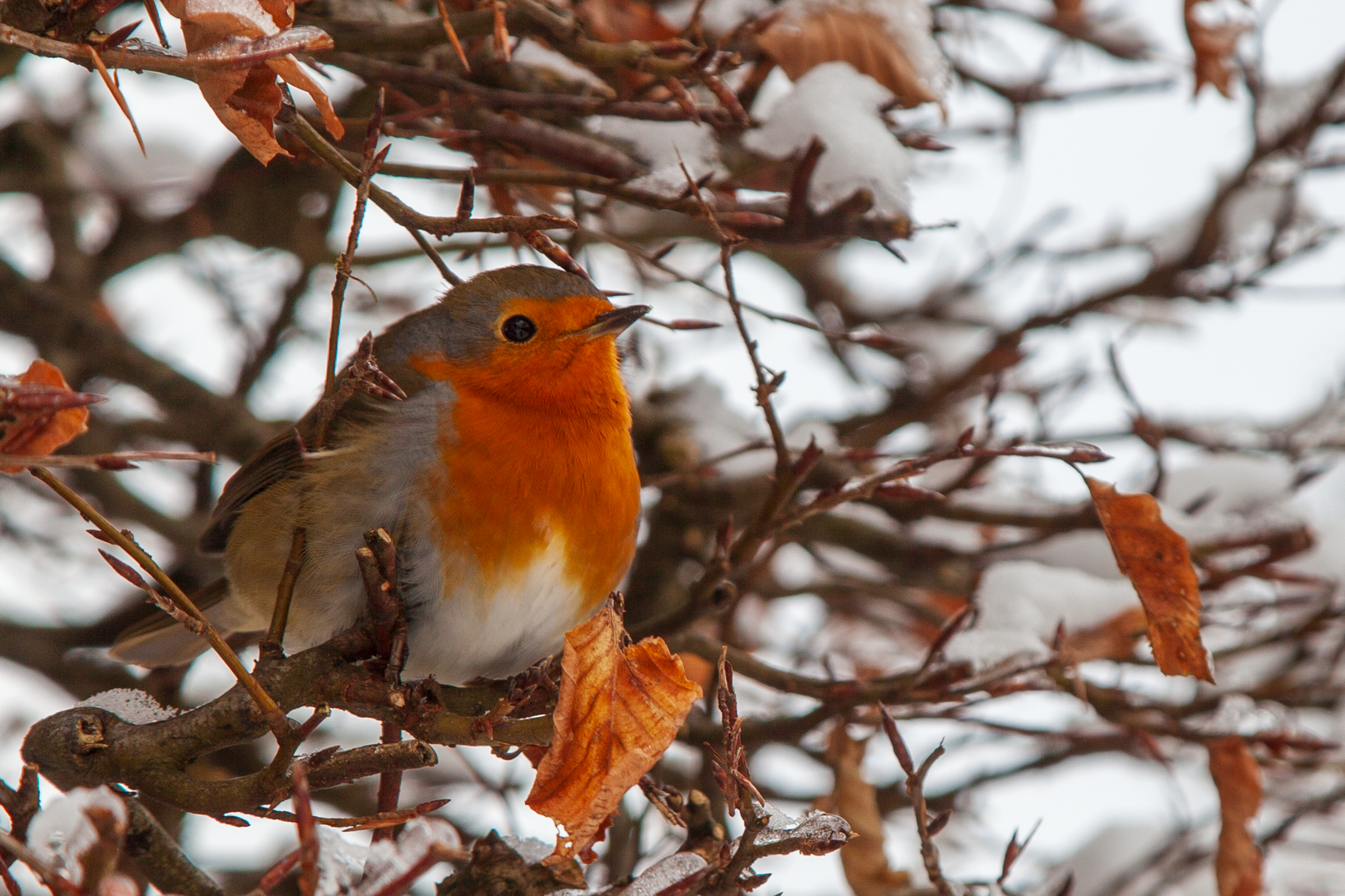fuenfseen-B2212vogel_6618 Kopie unterwegs mit dem LBV Starnberger See