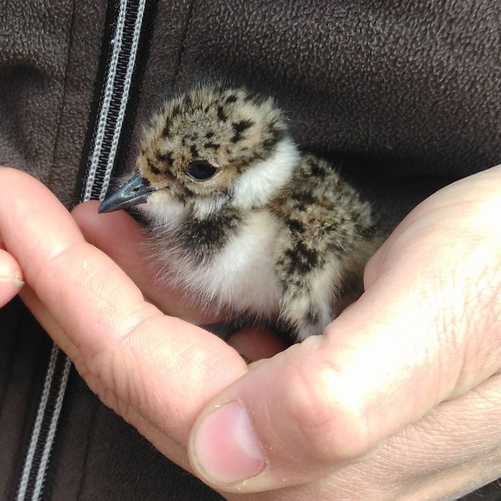 online Petition Schutz Kibitze in Bayern Bund Naturschutz