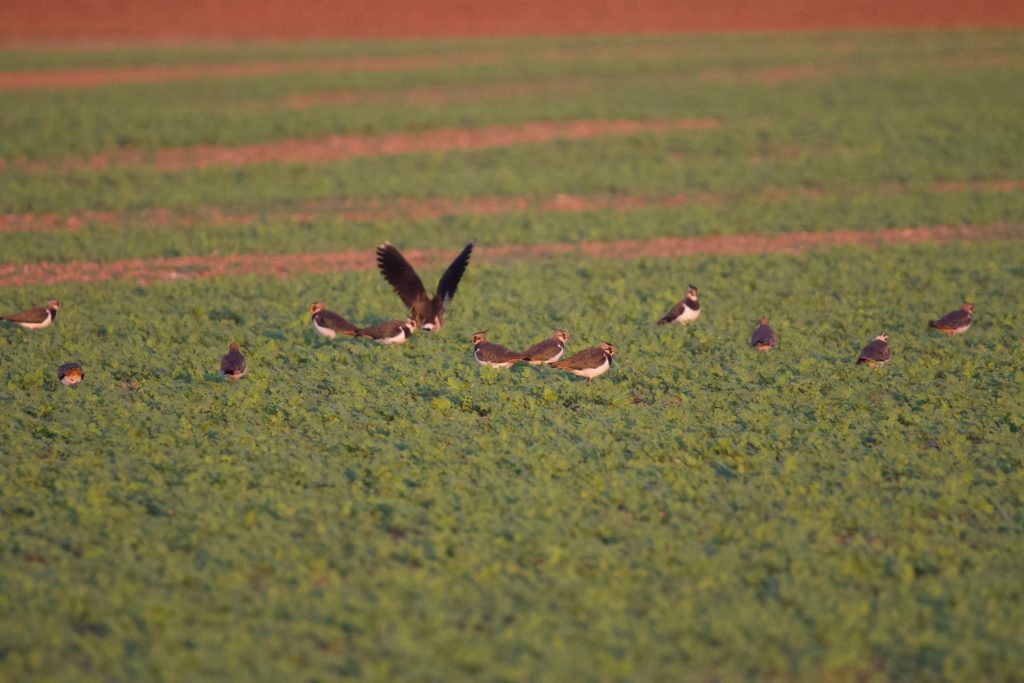 Die Kibitze sind zurück in Seefeld Pilsensee - Foto Hubert Schaller