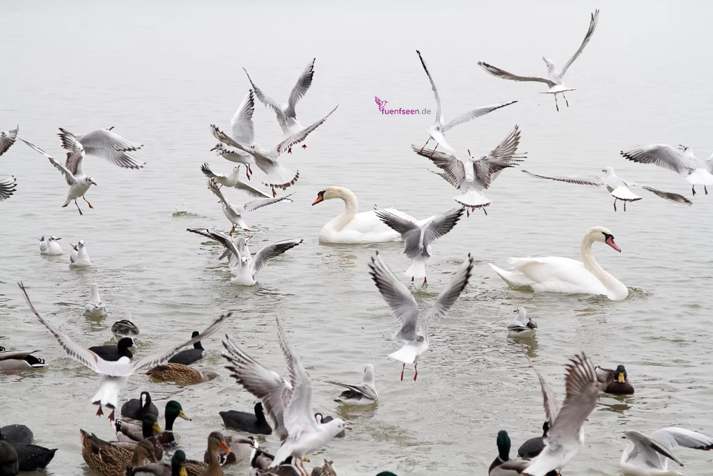 Möven in Stegen am Ammersee - Foto Copyright Birgit M. Widmann