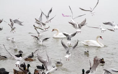 Fotoserie – Stegen am Ammersee