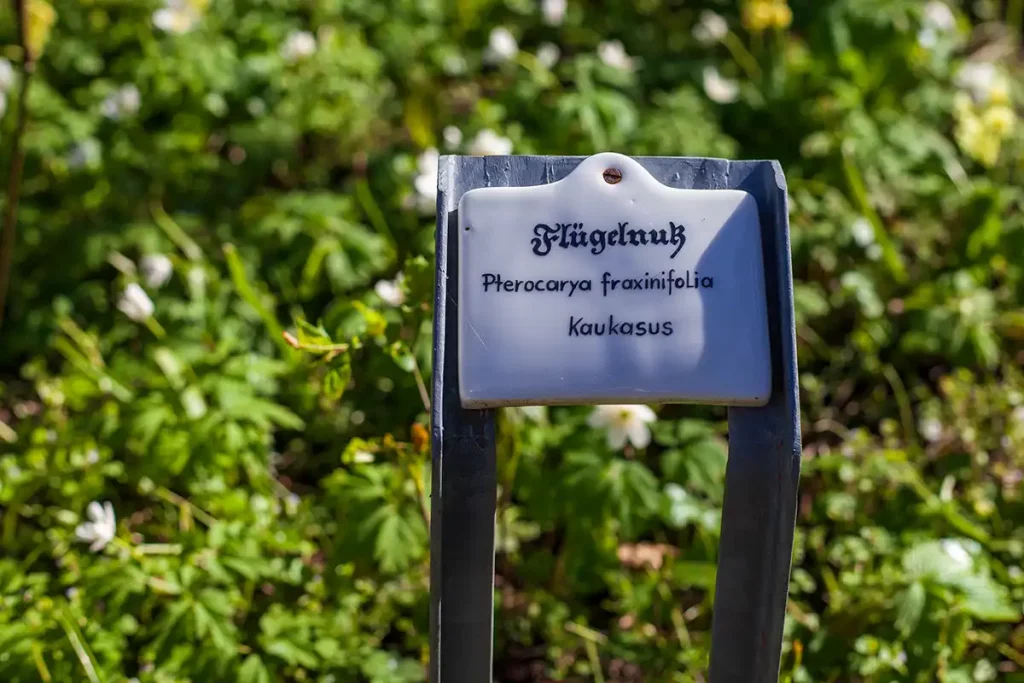 private Gärten am Starnberger See eine Flugnuss aus dem Kaukasus