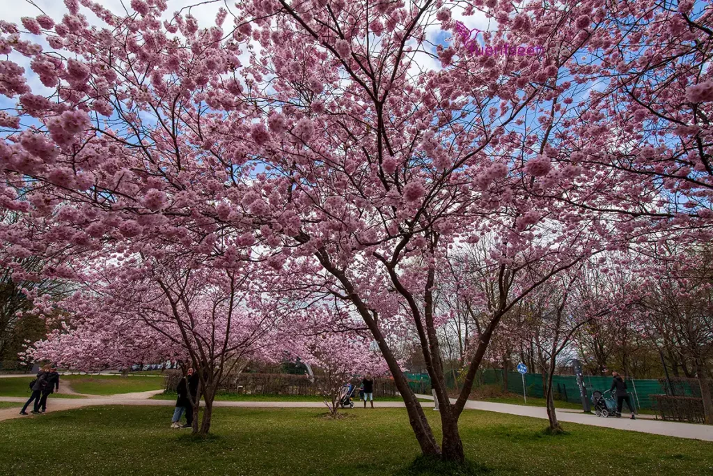 Kirschblüte in München in Bayern Foto Copyright Birgit M. Widmann