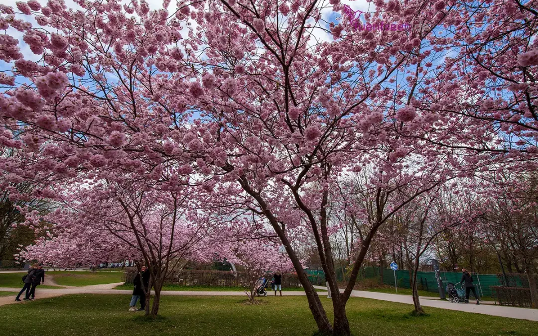 Sakura – wo die Kirschen blühen in München
