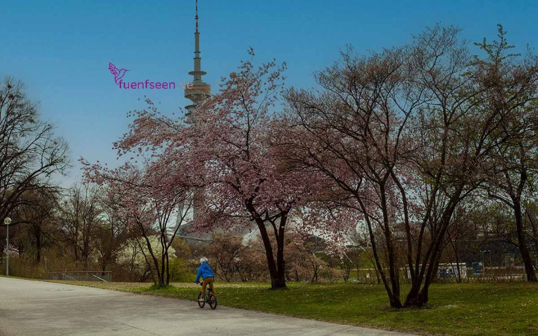 Kirschblüte im Olympiapark München Copyright Birgit M. Widmann - zum Osterfest im Olympiapark