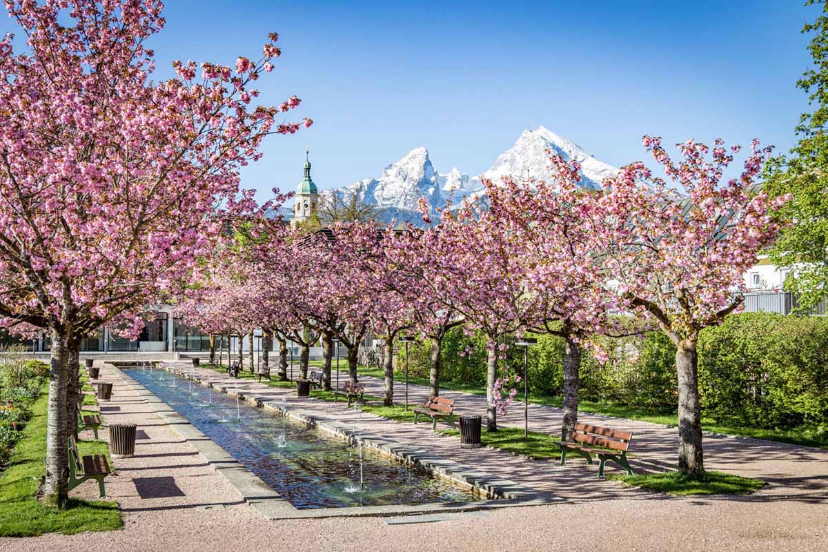 Kirschblüte Berchtesgaden Copyright Tourismu