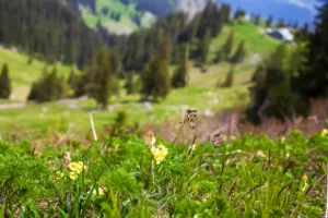 fuenfseen B230601 spitzing widmann IMG 0099 Kopie